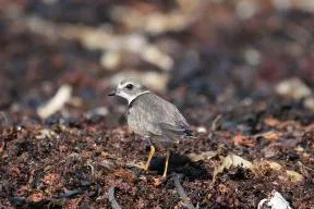 Photo d'un Gravelot semipalmé