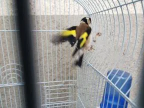 Photo d'un chardonneret élégant volant dans une cage