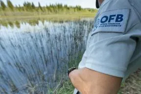 Agent de l'OFB devant un champ de lavandes