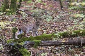 Jeune lynx boréal dans sa première année