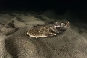 Ange de mer juvénile sur fonds sableux en mer Méditerranée