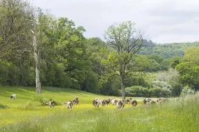 Bovins au pré en début de printemps