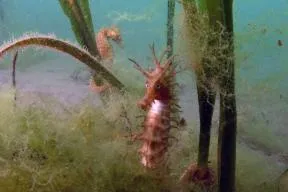 Hippocampe moucheté (Hippocampus guttulatus) dans un herbier de zostères (Zostera marina).
