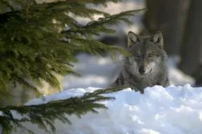 Loup gris (Canis lupus)