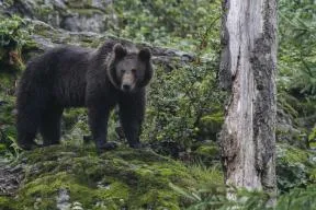 Ours brun (Ursus arctos)