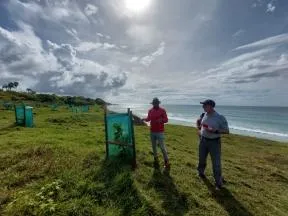 Photo de plantations réalisées afin de restaurer la végétation littorale dans le cadre de l'ABC de Sainte-Anne en Guadeloupe