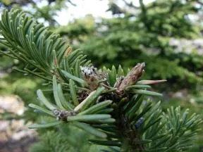 Photo de dégâts sur un Sapin baumier commis par le cerf de Virginie