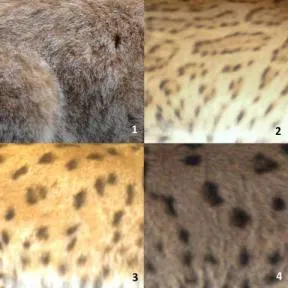 Extraits de 4 photos d'appareils automatiques zoomant sur des taches du pelage de lynx différents