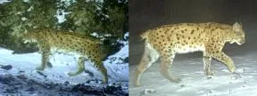 2 photos d'appareils automatiques montrant 2 profils de pelage de lynx différents