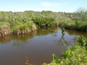Zone humide littorale sur les terrains du Conservatoire du littoral à Sainte-Rose en Guadeloupe