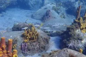 Pseudupeneus maculatus