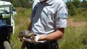 Saisie d'une tortue Hermann lors d'une opération de contrôle