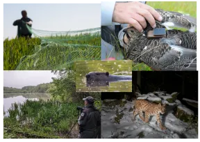 Image composée de plusieurs photos, illustrant des actions de connaissances de l'OFB en région AURA, avec suivi castor, observation d'oiseaux, suivi du lynx