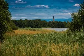 Roselières de l’étang du Grand Birieux qui accueille la nidification de passereaux paludicoles