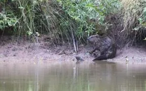 Photo d'un Castor d'Europe sur le bord d'un cours d'eau