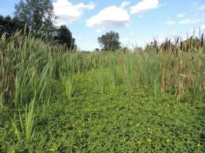 Photo d'une roselière envahie par la jussie