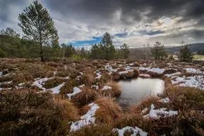 Photo d'une tourbière du Hauts-Doubs