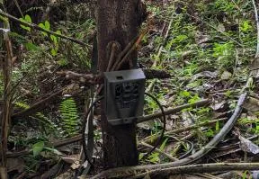 Photo d'un piège photographique de couleur grise fixé sur un tronc d'arbre dans un environnement forestier tropical. Le dispositif est sanglé à l'arbre au milieu d'une végétation dense composée de fougères, de branches mortes et de jeunes pousses vertes au sol.