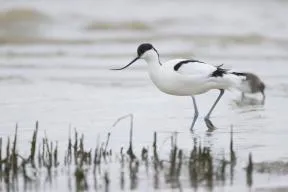 Photo d'un oiseau noir et blanc à longues pattes fines bleues pales, marchant dans l'eau, des tiges de plantes dépassent de la surface. Majoritairement blanc, son long bec fin et noir est courbé, la moité supérieure de la tête est noire, ainsi qu'un ligne sur les ailes et le bout des rémiges.