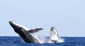 Photo de deux baleines à bosses qui font des sauts 