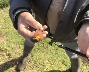 Photo d'un technicien de l'environnement pendant une mission de bagage d'un oiseau