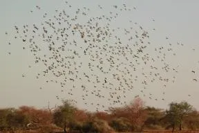 Photo d'un vol de nombreux oiseau dans le ciel avec les couleurs du couhant, au dessus de la cime des arbres