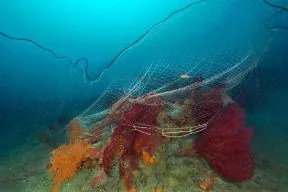 Photo d'un fond marin où un filet de pêche flottant dans la colonne d'eau est accroché dans des gorgones rouges et jaunes.