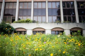 Prairie fleurie sur site d'ORIL INDUSTRIE
