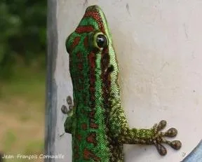 Photo sur le haut du corps d'un gecko vert de Bourbon