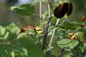 Photo d'un oiseau jaune dans de la végétation