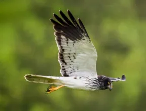 Photo d'un Busard de Maillard (mâle) en vole 
