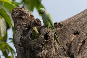 Deux oiseaux vert clair avec un bec rouge et un fin collier noir et rose autour du cou sont posés sur un tronc ou une souche d'arbre, l'un des des deux est dans un creux, seule sa tete et cou dépassent, vue de face. L'autre est posé au dessus, vue de profil. L’arrière-plan est flou, ciel bleu-gris et grandes feuilles longues et vertes.