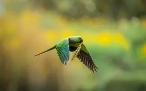 Photo d'illustration - Un oiseau vert vif avec un bec rouge, des ailes vertes et bleues et une longue queueest en vol avec un épi de blé dans le bec. L’arrière-plan est flou dans les jaunes et verts.