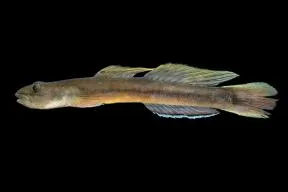 Photo d'un poisson, le smilosicyopus sasali