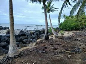 Érosion du littoral à Wallis-et-Futuna avec des palmiers au bord de l'eau