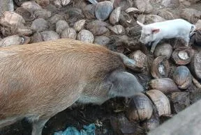 Deux cochons marchant sur des noix de coco