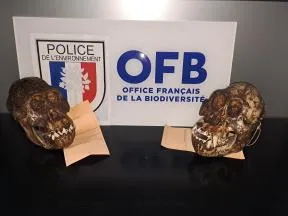 2 crânes d'orang-outang saisis