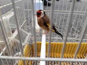 chardonneret élégant vivant dans une cage