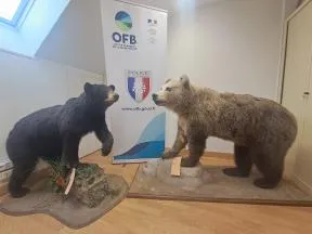 un ours brun et un ours américain empaillés face à face