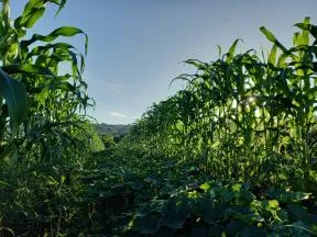 Association de culture