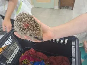 hérisson d'europe vivant tenu par une main d'un agent de l'OFB