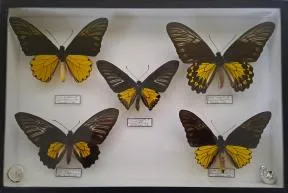 5 papillons du genre troïdes agraphés dans un cadre 