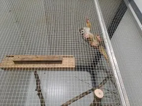 saïmiri commun vivant dans une cage 