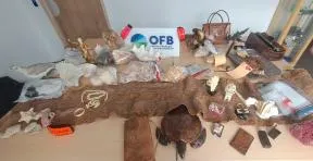 photo montrant de nombreux oiseaux naturalisés, de coraux, de coquillages bénitiers et lambis, de peaux de crocodile et de python, d’objets en écailles de tortues marines et de nombreux objets en ivoire d’éléphant.