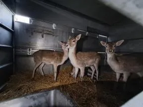 3 daims dans un camion avec peu d'espace