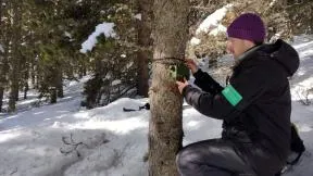 Agents en train d'installer un enregistreur bioacoustique permettant d'étudier la présence de deux espèces de chouettes