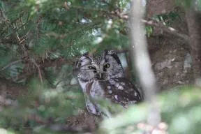 Individu de Chouette de Tengmalm posé sur une branche