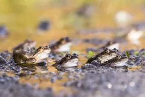 Photo d'une scène de reproduction de grenouilles rousses