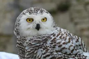 Harfang des neiges contrôlé chez un éleveur