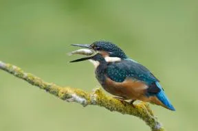 Photo d'un Martin pêcheur mangeant un poisson